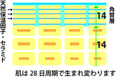 角質層の図