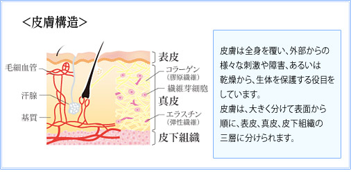 皮膚構造